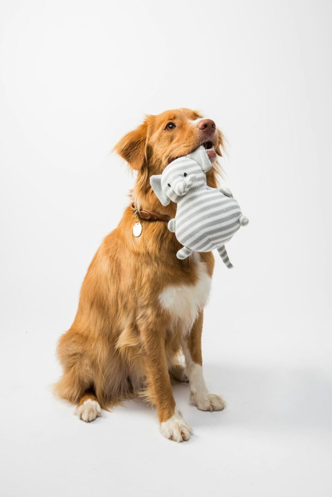 Cachorro golden retriever segurando um brinquedo