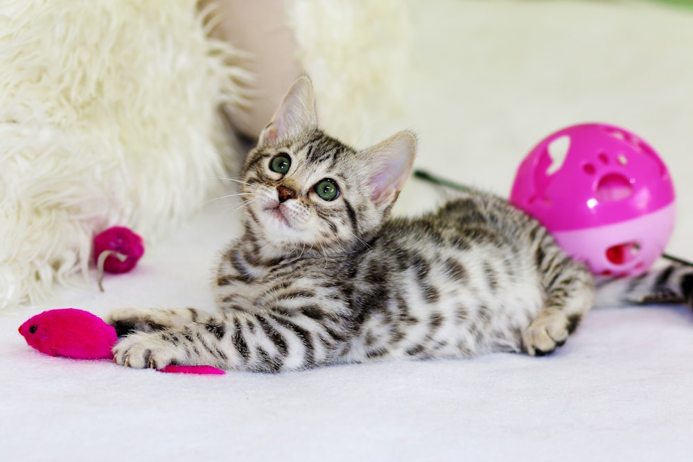 Gato malhado deitado ao lado de uma bolinha de brinquedo