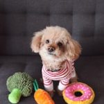Poodle pequeno com brinquedos
