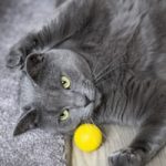 Gato cinza brincando com bolinha