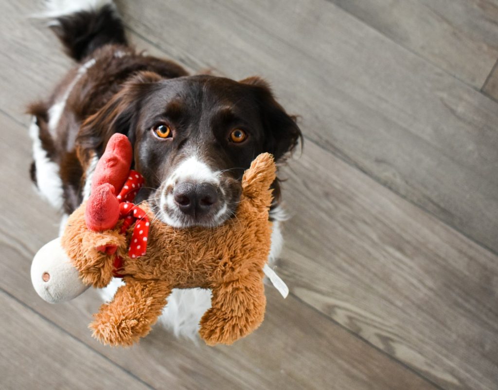 Cachorro border collie com um bichinho de pelúcia laranja na boca