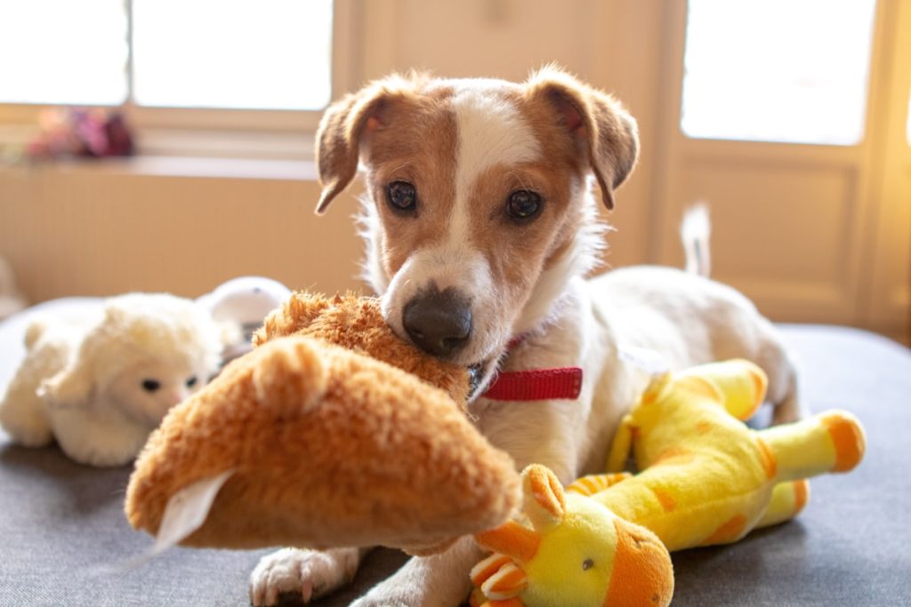 Filhote de cachorro cercado de bichinhos de pelúcia