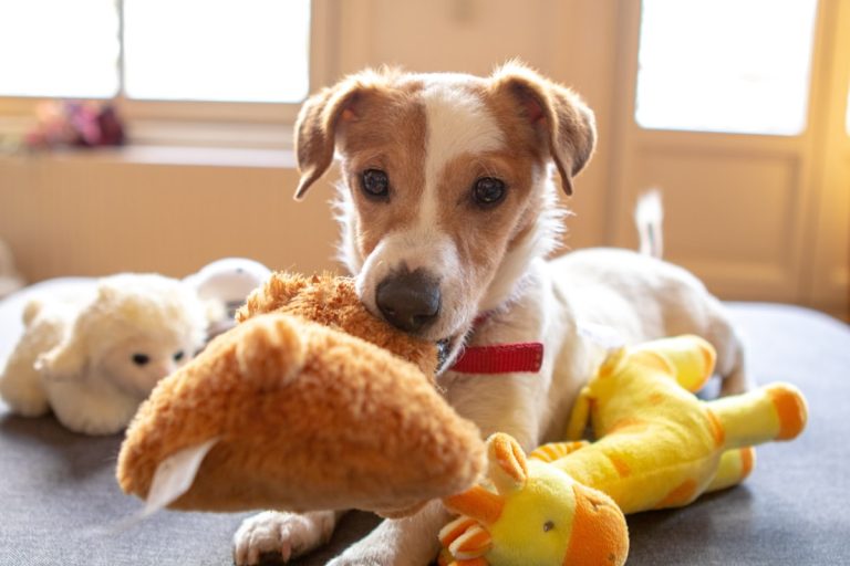 Filhote de cachorro cercado de bichinhos de pelúcia