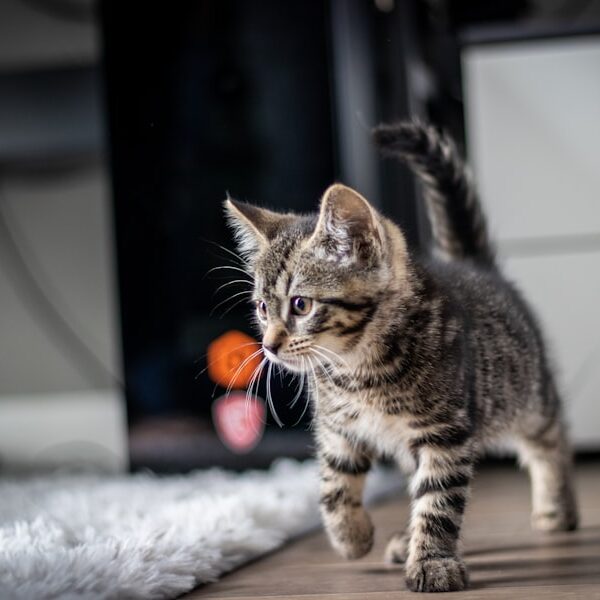 Filhote de gato brincando com bolinha laranja