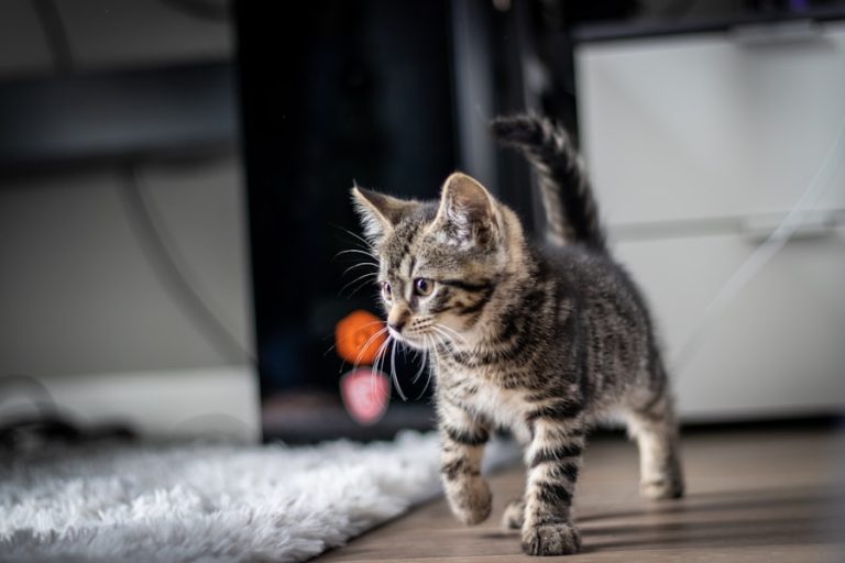Filhote de gato brincando com bolinha laranja
