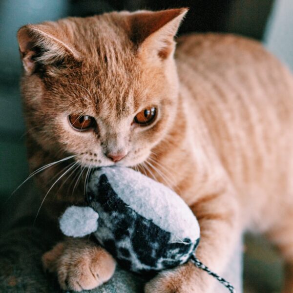 Gato laranja mordendo um ratinho de brinquedo