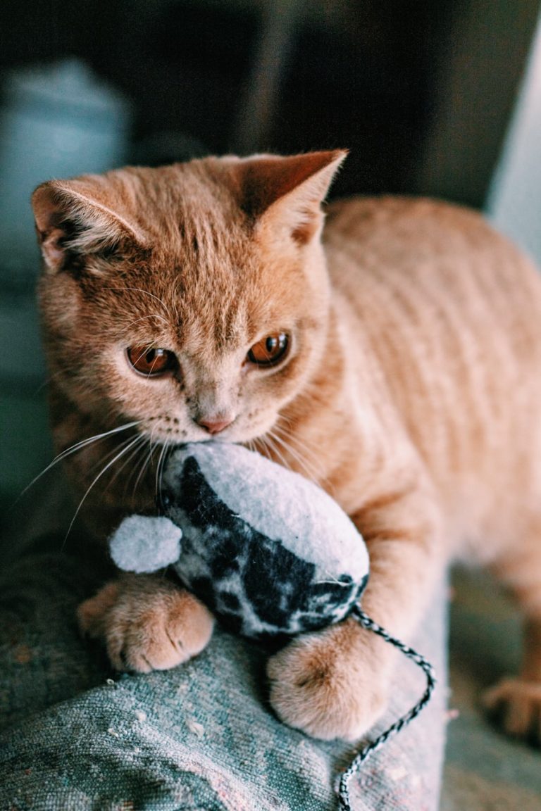Gato laranja mordendo um ratinho de brinquedo